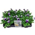 Afbeelding van Viola P12 New Beaconsfield